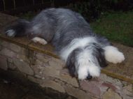 Sam on the wall